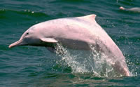 Pink dolphin Pink dolphin